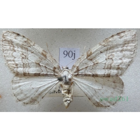 Epirrita autumnata (Borkhausen, 1794) Paśnik jesieniak Czech90j